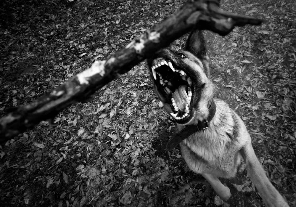 Dog bite lawyer in Omaha, NE